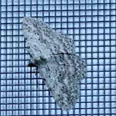 Psilosticha absorpta at Aranda, ACT - 11 Apr 2021