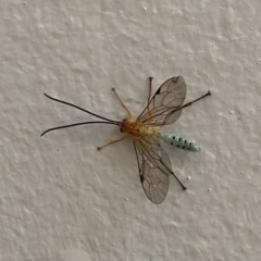 Theronia maculosa (Ichneumon wasp) at Stromlo, ACT - 11 Apr 2021 by stephskinner