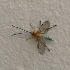 Theronia maculosa (Ichneumon wasp) at Cotter Reserve - 10 Apr 2021 by stephskinner