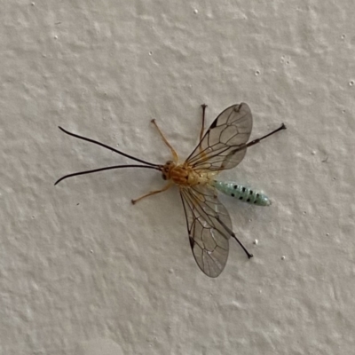 Theronia maculosa (Ichneumon wasp) at Stromlo, ACT - 11 Apr 2021 by stephskinner