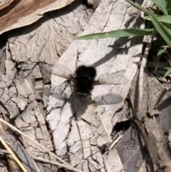 Bombyliidae (family) (Unidentified Bee fly) at Booth, ACT - 4 Feb 2021 by SimoneC