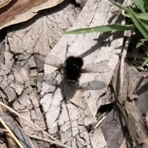 Bombyliidae (family) at Booth, ACT - 4 Feb 2021 01:20 PM