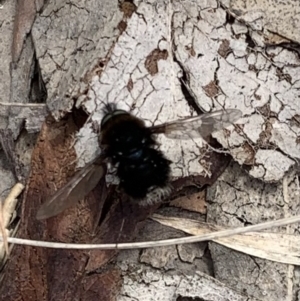 Bombyliidae (family) at Booth, ACT - 4 Feb 2021 01:20 PM