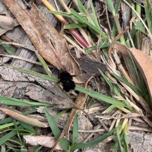 Bombyliidae (family) at Booth, ACT - 4 Feb 2021 01:20 PM