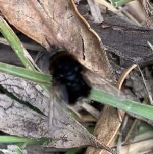 Bombyliidae (family) at Booth, ACT - 4 Feb 2021 01:20 PM