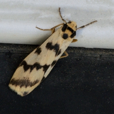 Tigrioides alterna (Alternating Footman) at Googong, NSW - 9 Apr 2021 by WHall