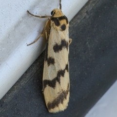 Tigrioides alterna at Googong, NSW - 9 Apr 2021