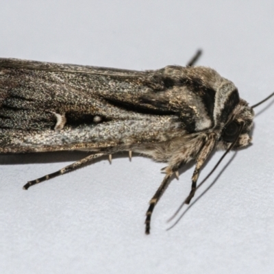 Proteuxoa undescribed species near paragypsa (A Noctuid moth) at QPRC LGA - 11 Apr 2021 by WHall