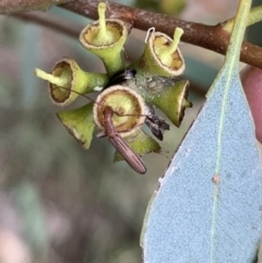Syllitus grammicus (Longicorn or longhorn beetle) at Murrumbateman, NSW - 9 Feb 2021 by SimoneC