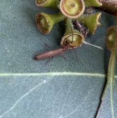 Syllitus grammicus at Murrumbateman, NSW - 9 Feb 2021