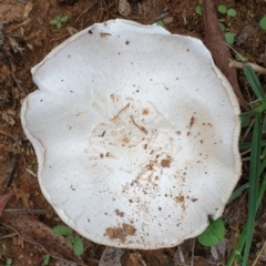 Agaricus sp. (Agaricus) at Cook, ACT - 10 Feb 2021 by drakes