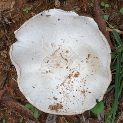 Agaricus sp. (Agaricus) at Cook, ACT - 9 Feb 2021 by drakes