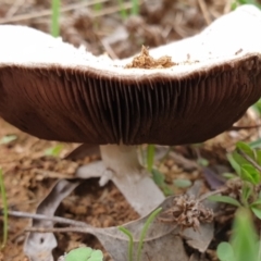 Agaricus sp. at Cook, ACT - 10 Feb 2021 08:30 AM