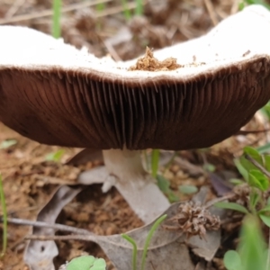 Agaricus sp. at Cook, ACT - 10 Feb 2021 08:30 AM