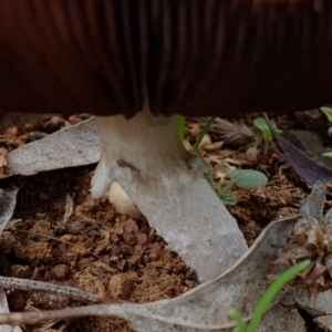 Agaricus sp. at Cook, ACT - 10 Feb 2021 08:30 AM