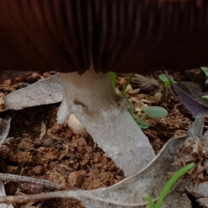 Agaricus sp. at Cook, ACT - 10 Feb 2021