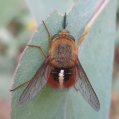 Sisyromyia sp. (genus) (A bee fly) at Cotter River, ACT - 11 Apr 2021 by melanoxylon