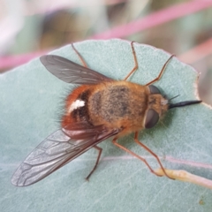 Sisyromyia sp. (genus) at Cotter River, ACT - 11 Apr 2021 02:20 PM