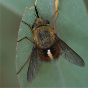 Sisyromyia sp. (genus) at Cotter River, ACT - 11 Apr 2021