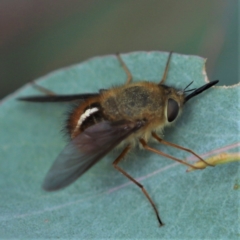 Sisyromyia sp. (genus) at Cotter River, ACT - 11 Apr 2021 02:20 PM