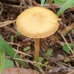 zz agaric (stem; gills not white/cream) at Mount Painter - 9 Feb 2021 by drakes