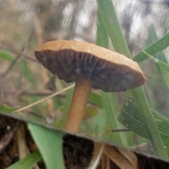 zz agaric (stem; gills not white/cream) at Cook, ACT - 10 Feb 2021