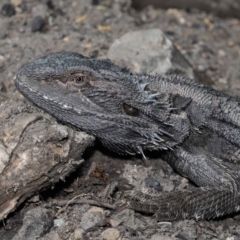 Pogona barbata (Eastern Bearded Dragon) at Acton, ACT - 11 Apr 2021 by TimL