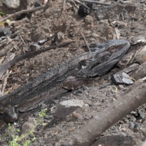 Pogona barbata at Acton, ACT - suppressed