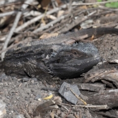 Pogona barbata at Acton, ACT - 11 Apr 2021