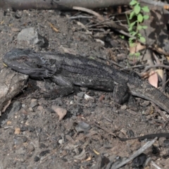 Pogona barbata at Acton, ACT - 11 Apr 2021