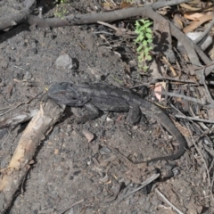 Pogona barbata at Acton, ACT - 11 Apr 2021