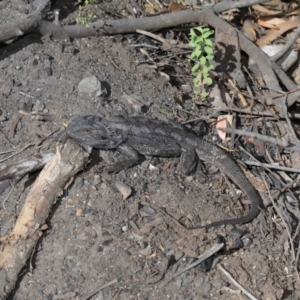 Pogona barbata at Acton, ACT - suppressed