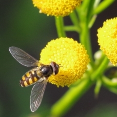 Melangyna viridiceps (Hover fly) at Pearce, ACT - 2 Apr 2021 by Shell