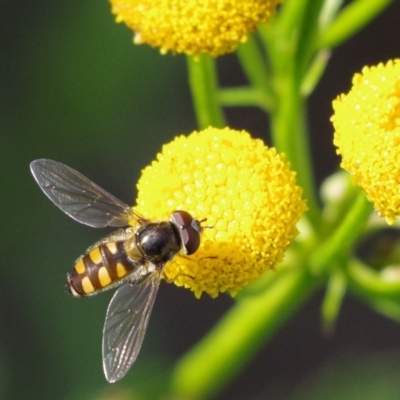 Melangyna viridiceps (Hover fly) at Pearce, ACT - 2 Apr 2021 by Shell