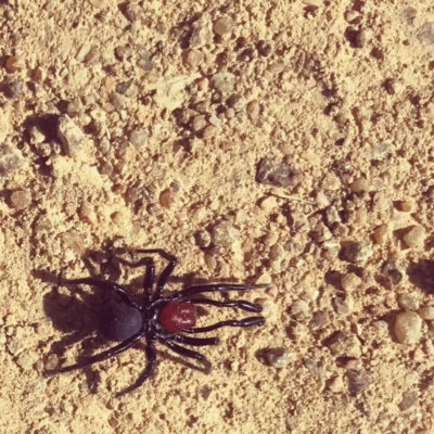 Missulena occatoria (Red-headed Mouse Spider) at Chapman, ACT - 11 Apr 2021 by Teenz