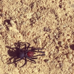 Missulena sp. (genus) (Mouse spider) at Cooleman Ridge - 11 Apr 2021 by Teenz