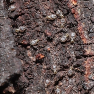 Myopsocus sp. (genus) at Downer, ACT - 11 Apr 2021