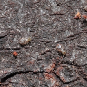 Myopsocus sp. (genus) at Downer, ACT - 11 Apr 2021