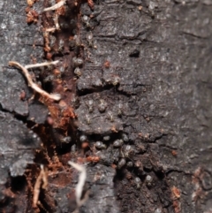 Myopsocus sp. (genus) at Downer, ACT - 11 Apr 2021