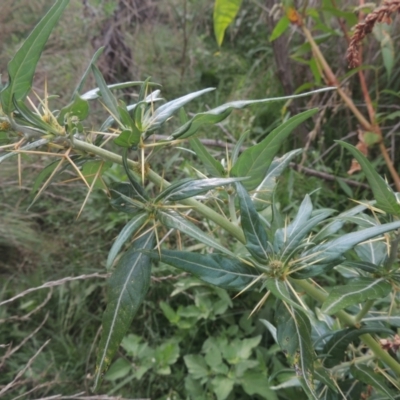 Xanthium spinosum (Bathurst Burr) at Point Hut to Tharwa - 22 Feb 2021 by michaelb