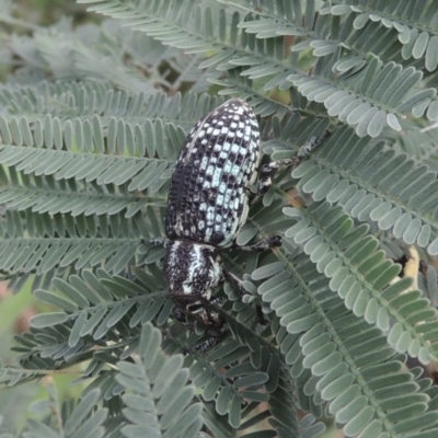 Chrysolopus spectabilis (Botany Bay Weevil) at Point Hut to Tharwa - 22 Feb 2021 by michaelb