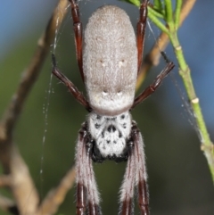 Trichonephila edulis (Golden orb weaver) at Downer, ACT - 11 Apr 2021 by TimL