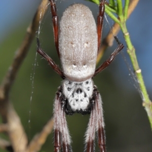 Trichonephila edulis at Downer, ACT - 11 Apr 2021