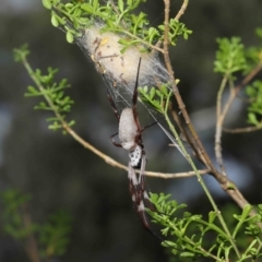 Trichonephila edulis at Downer, ACT - 11 Apr 2021