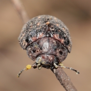 Trachymela sp. (genus) at Downer, ACT - 9 Apr 2021