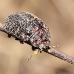 Trachymela sp. (genus) at Downer, ACT - 9 Apr 2021