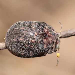 Trachymela sp. (genus) at Downer, ACT - 9 Apr 2021