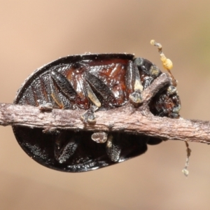 Trachymela sp. (genus) at Downer, ACT - 9 Apr 2021