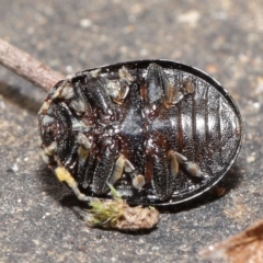 Trachymela sp. (genus) at Downer, ACT - 9 Apr 2021