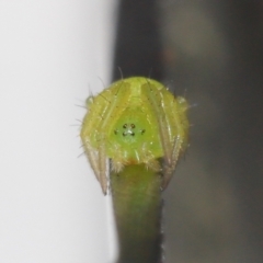 Araneidae (family) at Evatt, ACT - 3 Apr 2021 02:28 PM